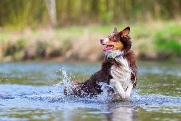 Papier Peint photo Chien Australian Shepherd dog running in a river