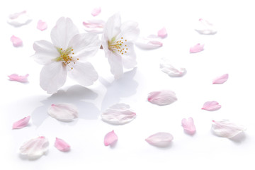 Japanse kersenbloesem en bloemblaadjes  2