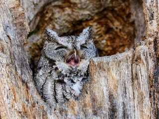 Eastern Screech Owl Yawning, Gray Morph