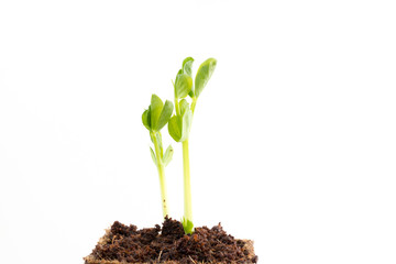 Seedlings of green pea in peat pot