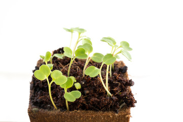 Seedlings of rocket salad or rucola in peat pot