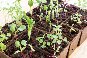 Seedlings of herbs and vegetables in peat pots