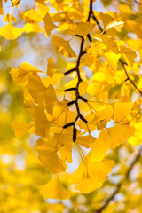 Ginkgo trees Autumn