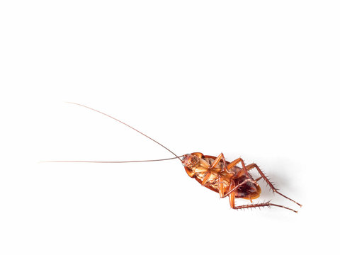 Close-up top view image of turn over cockroach isolate on white background with copy spac