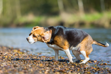 Beagle shaking the wet fur