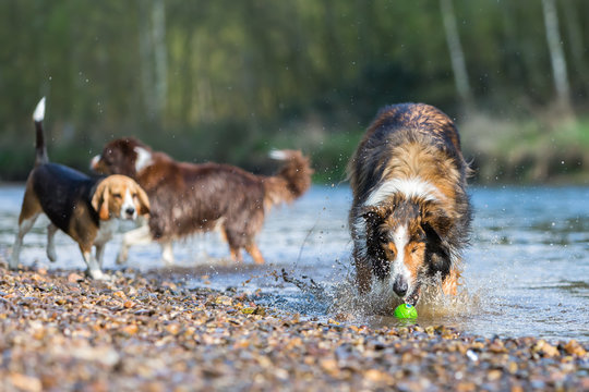 three dogs playing in a river