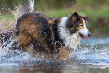 Collie-Mix dog running in a river