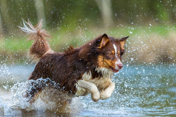 Australian Shepherd running in a river