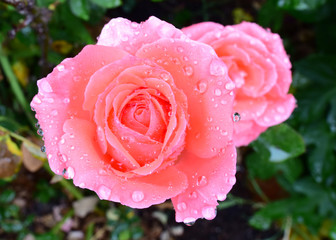 Water Drop Rose