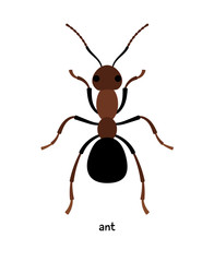  Ant  - most common insect to humans, contributing to the growth of oaks, pines and other trees, because they often live in the forest