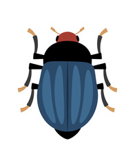 Blue beetle - insect with  kind of armor protecting the flying wings

