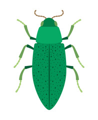 Green beetle - insect with  kind of armor protecting the flying wings