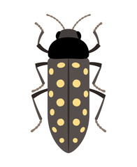 Polka dot beetle - representative of the largest detachment of insects