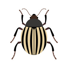 Potato beetle - bug beetle family, dangerous pest of potato and other nightshade crops