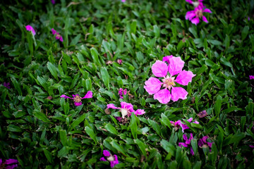 Pink flowers falling on the lawn.