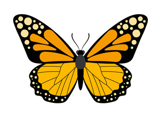 Butterfly Monarch - beautiful  insect, one of the most famous and popular in the world