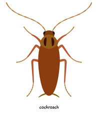 Cockroach  -  insect that like to live in warm and humid rooms, having  exceptional mobility.