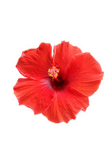 Red Hibiscus flower on white background