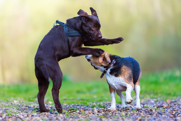 Beagle plays with a Labrador puppy