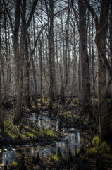 Winter in Virginia's Dragon