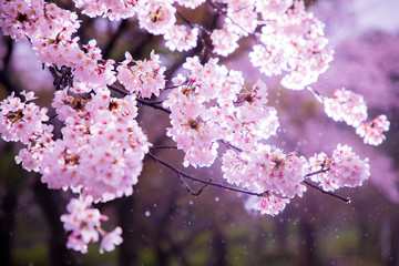 Naklejka premium Cherry blossoms in the rain
