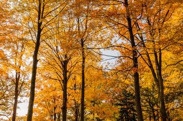 Maples in full colors