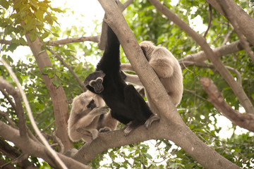 A white-handed gibbon (Hylobates lar) family sitting and relax on tree.
