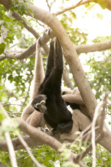 A white-handed gibbon (Hylobates lar) family sitting and relax on tree.