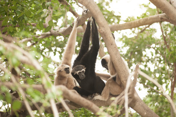 A white-handed gibbon (Hylobates lar) family sitting and relax on tree.
