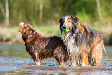 two dogs playing at the river