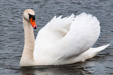 Fototapeta premium Mute Swan male