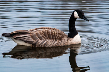 Canada goose on the prowl
