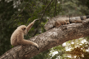 Obraz premium A white-handed gibbon (Hylobates lar) play with gray iguana on tree.