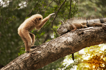 A white-handed gibbon (Hylobates lar) play with gray iguana  on tree.