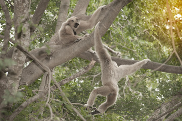 A white-handed gibbon (Hylobates lar) sitting on tree.