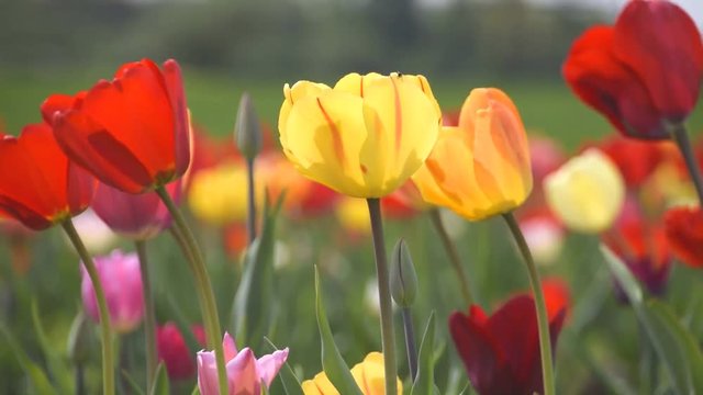 Wiese mit bunten Blumen