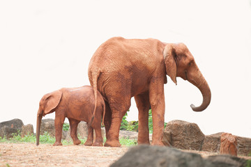 Naklejka na ściany i meble Elephants are large mammals of the family Elephantidae and the order Proboscidea.
