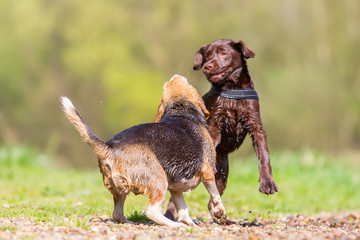 two cute dogs scuffling outdoors