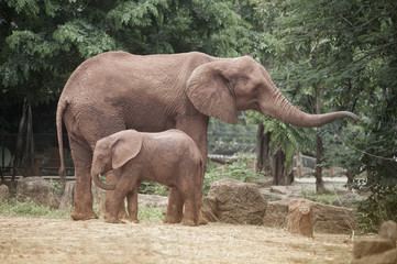 Obraz na płótnie Canvas Elephants are large mammals of the family Elephantidae and the order Proboscidea.