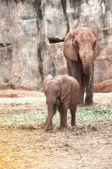 Naklejka premium Elephants are large mammals of the family Elephantidae and the order Proboscidea.