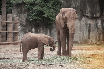 Elephants are large mammals of the family Elephantidae and the order Proboscidea.