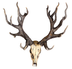 Fototapeta premium Schomburgk's deer head skull isolated on white background, Extinct animals
