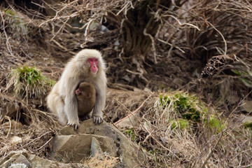 雪の中で温泉につかる猿たち