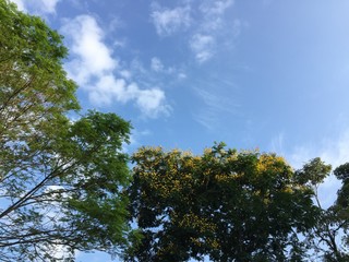 Blossoming yellow flowers on vivid summer with blue sky in the background.