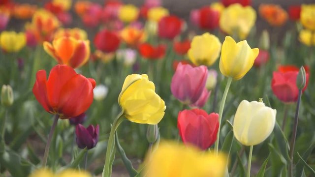 Wiese mit bunten Blumen