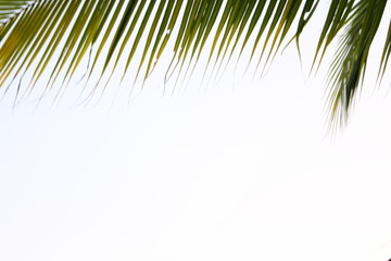 Beautiful green leaves on a white background.