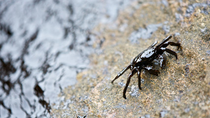 crab with crude oil spill on the stone at the beach, focus on crab, HD ratio, 16x9