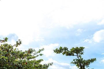 Blue sky clouds with leaf of tropical island Bali, Indonesia.