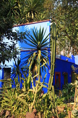 yucca et cactus