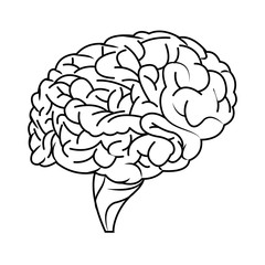 human brain organ icon over white background. vector illustration